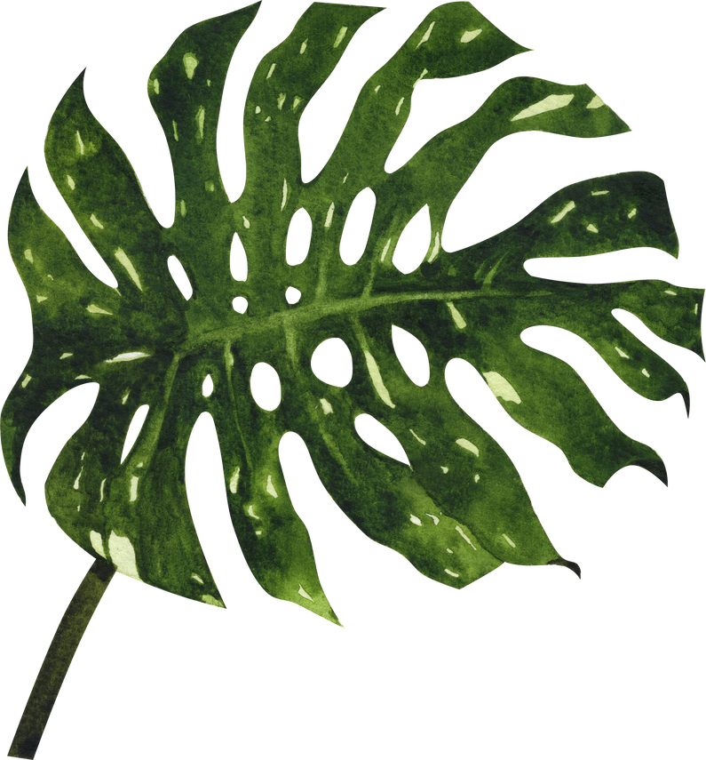 Watercolor Monstera Leaf Illustration