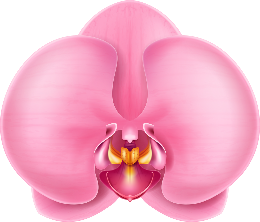 Orchid flower.