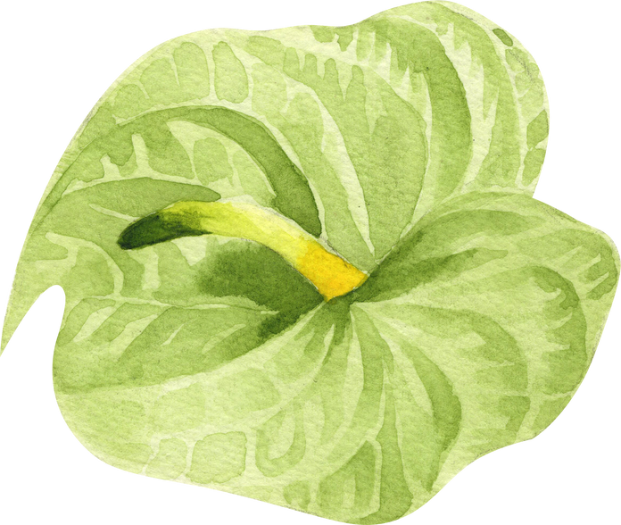  Anthurium Flower Watercolor